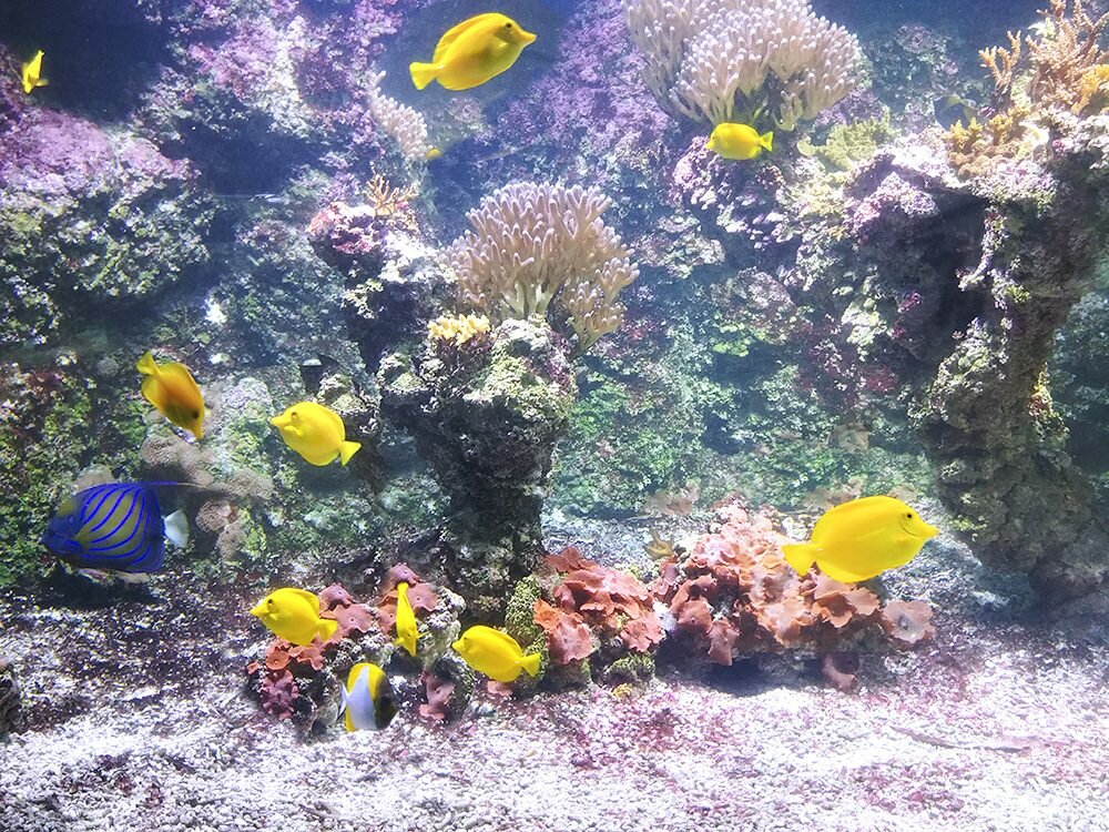 La Rochelle Aquarium - France