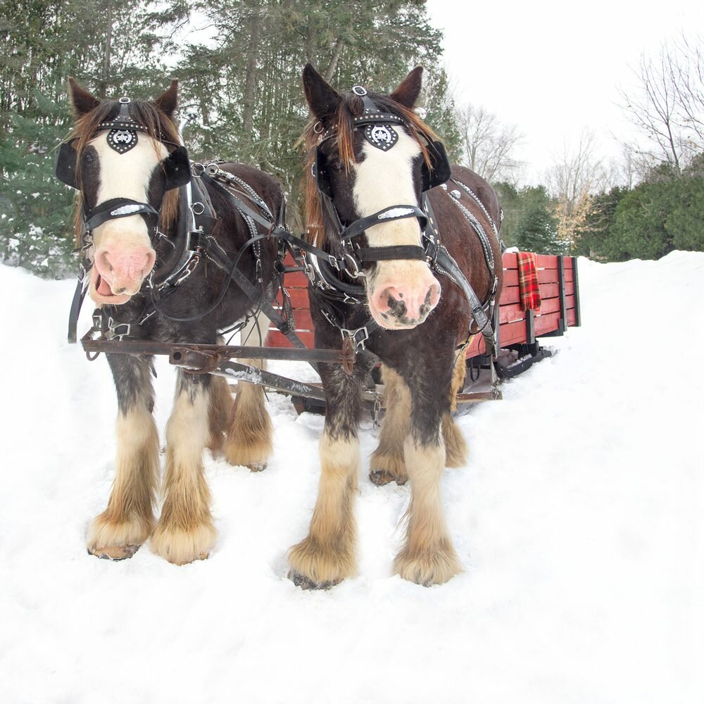 Horse-Drawn Sleigh Ride At The Fairmont Le Chateau Montebello