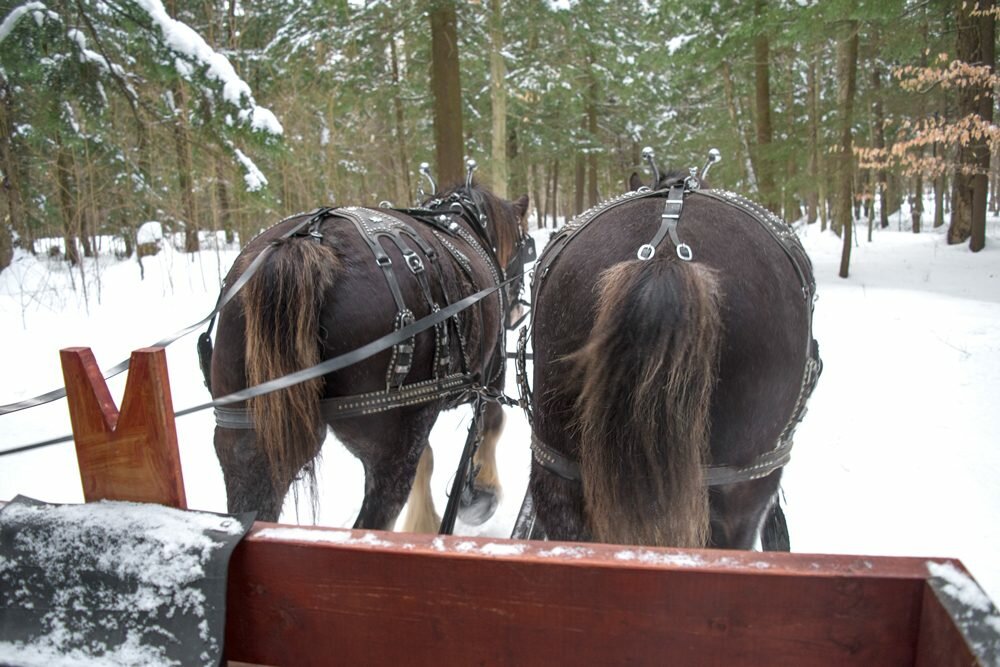 Horse-Drawn Sleigh Ride At The Fairmont Le Chateau Montebello