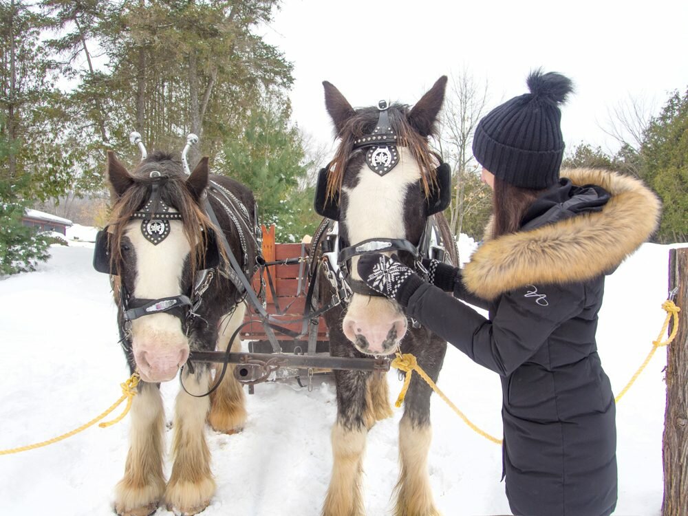 Horse-Drawn Sleigh Ride At The Fairmont Le Chateau Montebello